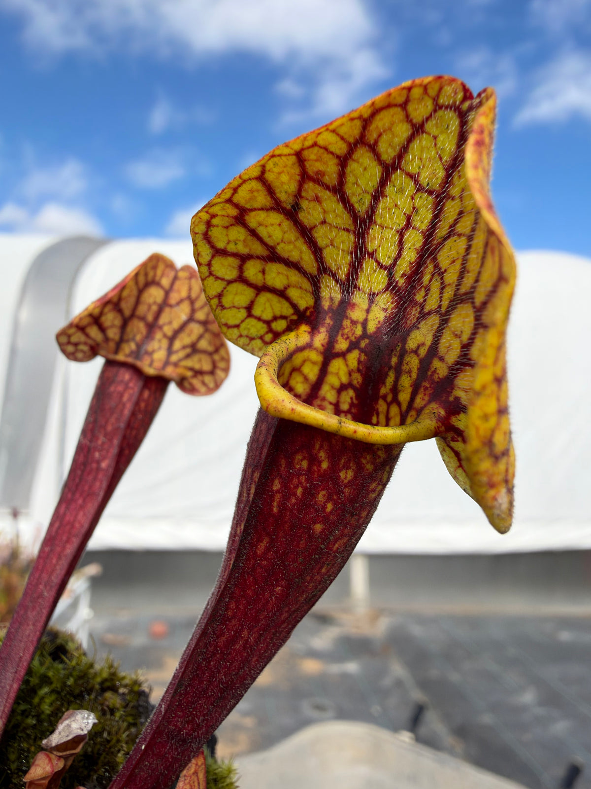 A red and yellow sarracenia pitcher plant in an outdoor setting