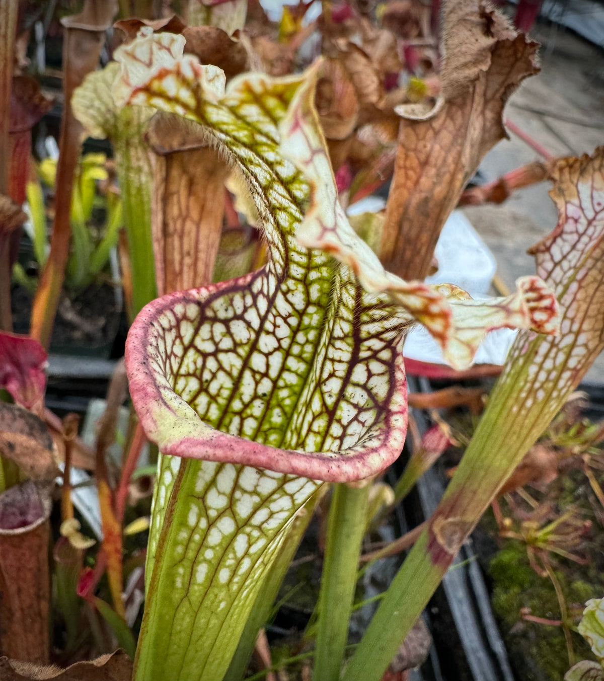 A close-up of a Sarracenia hybrid plant with green and brown pitchers.