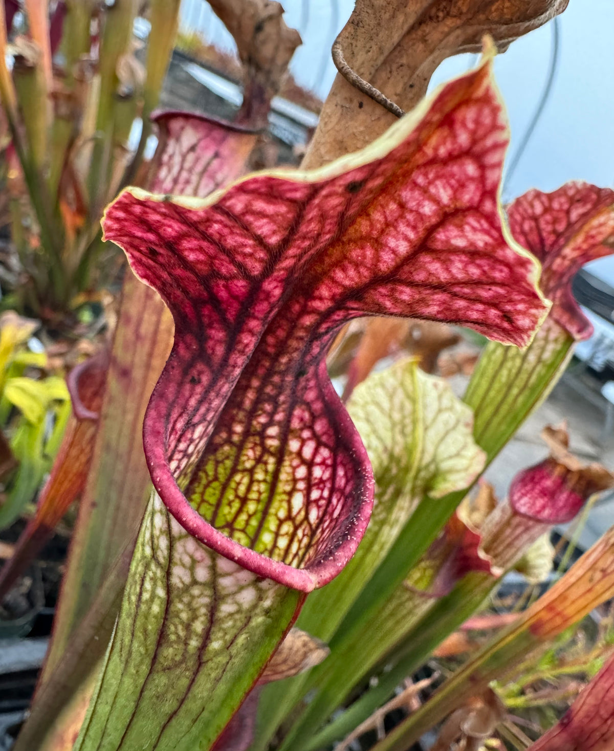 A close-up of a Sarracenia hybrid plant with green and brown pitchers.