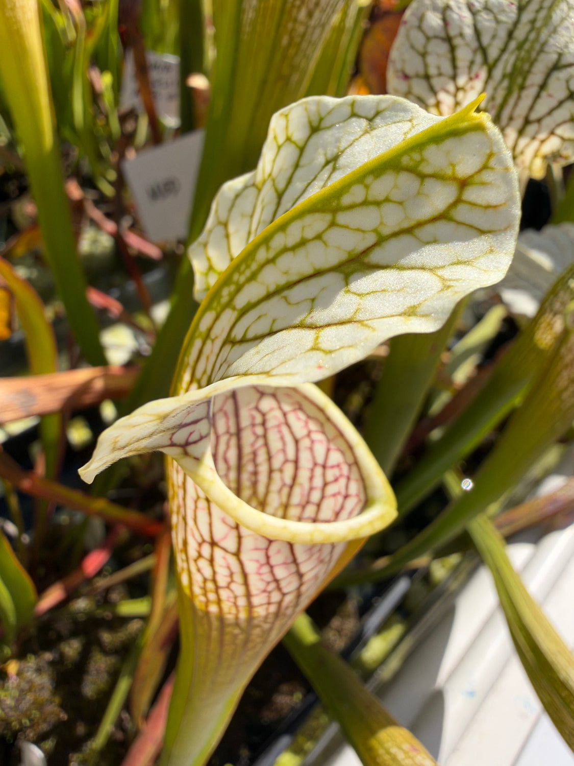 A white and green sarracenia grows in a pool with other plants 