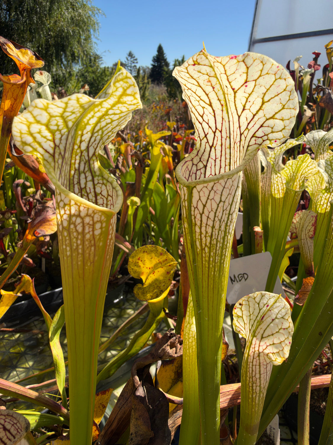 Several white and green pitcher plants grow in a pool of water with other plants