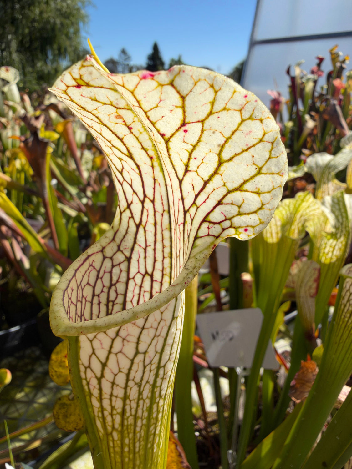 A white and green sarracenia grows in a pool with other plants 