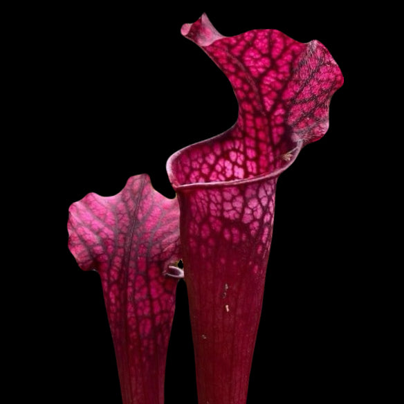 Sarracenia Dana's Delight Pitcher Plant