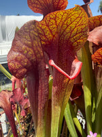 Close-up of a Sarracenia pitcher plant with reddish-brown and yellow-green textured pitchers and green stems in an outdoor setting.