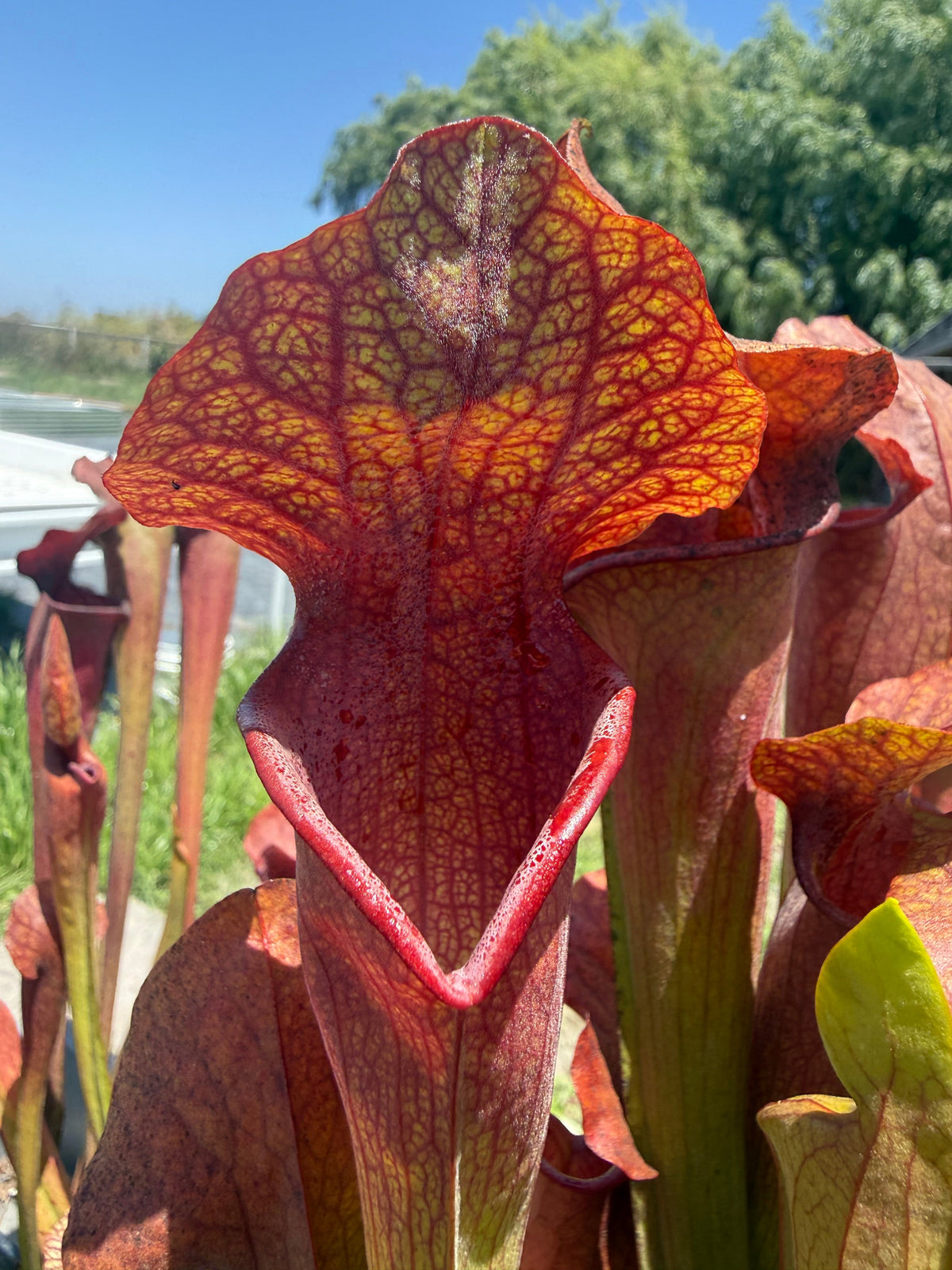 Sarracenia Deep Throat x Adrian Slack Pitcher Plant