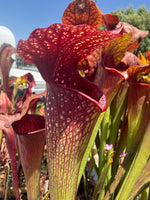 Sarracenia Deep Throat x Adrian Slack Pitcher Plant