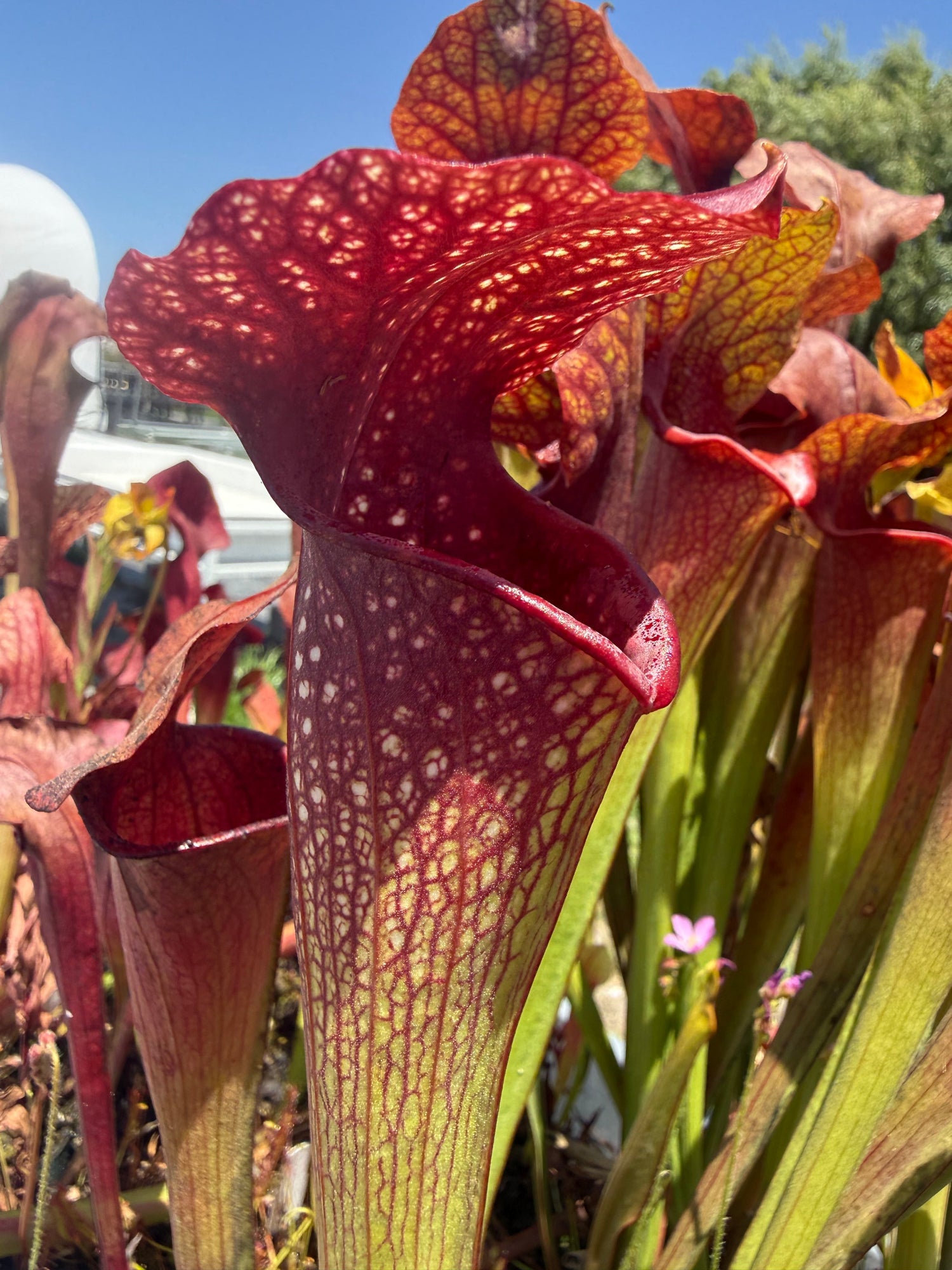 Sarracenia Deep Throat x Adrian Slack Pitcher Plant