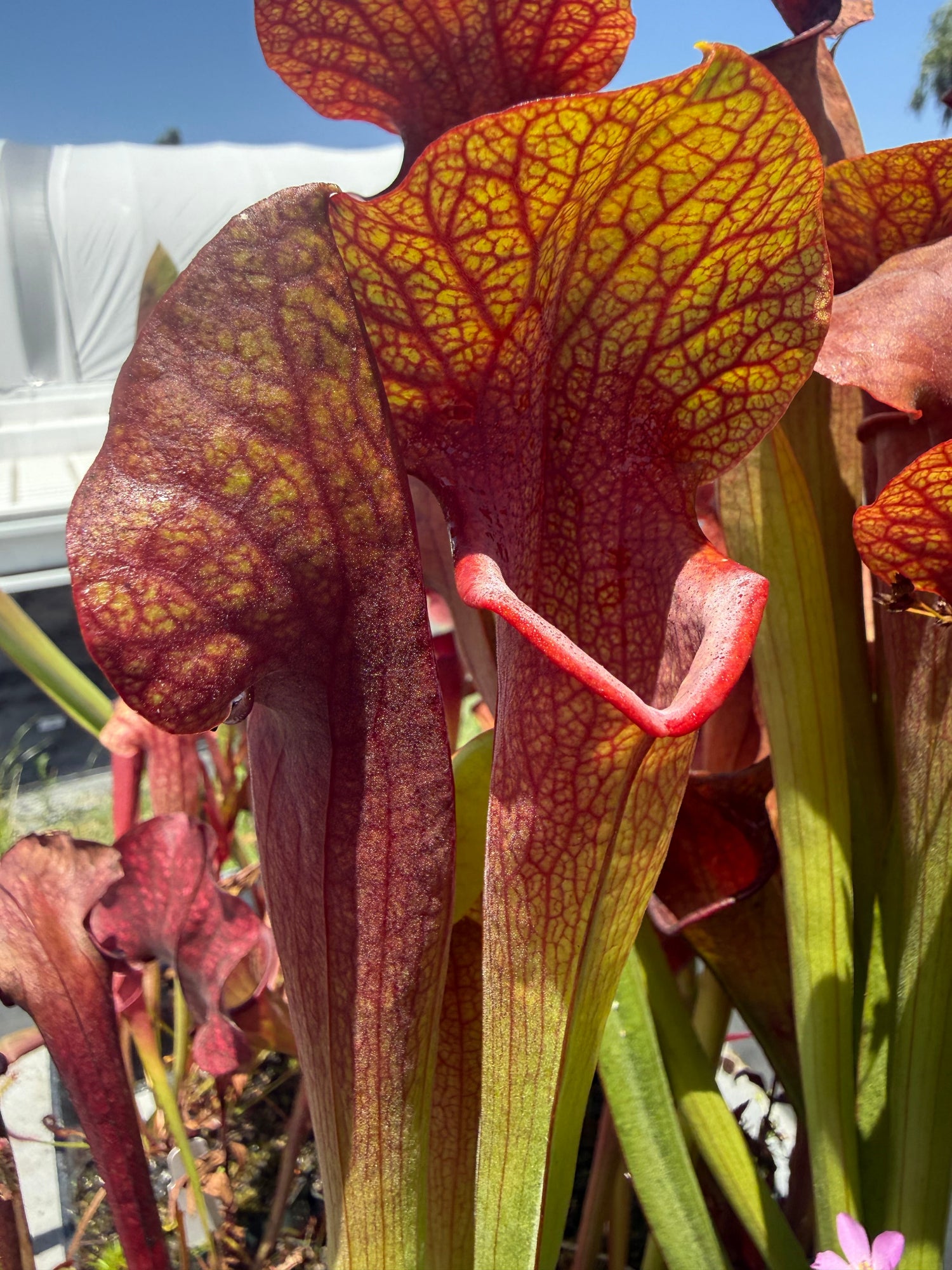 Sarracenia Deep Throat x Adrian Slack Pitcher Plant
