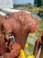 Sarracenia Deep Throat x Adrian Slack Pitcher Plant