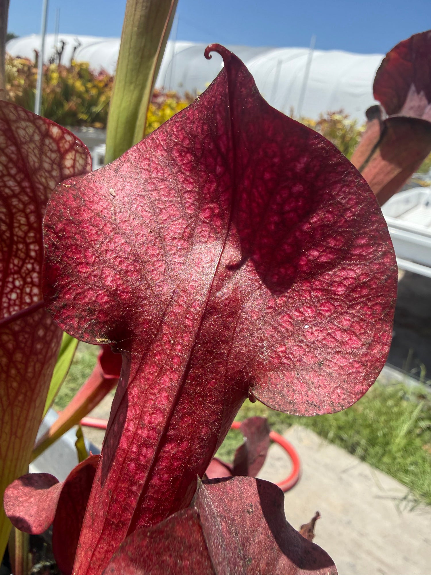 Sarracenia Deep Throat x Adrian Slack Pitcher Plant