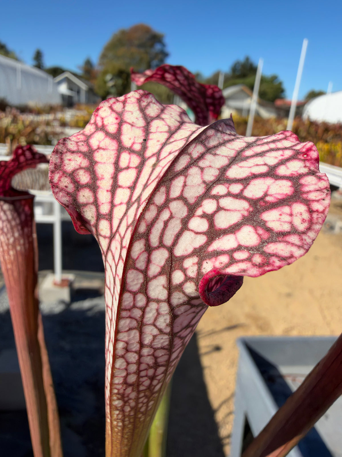 A sarracenia pitcher grows in an outside setting 