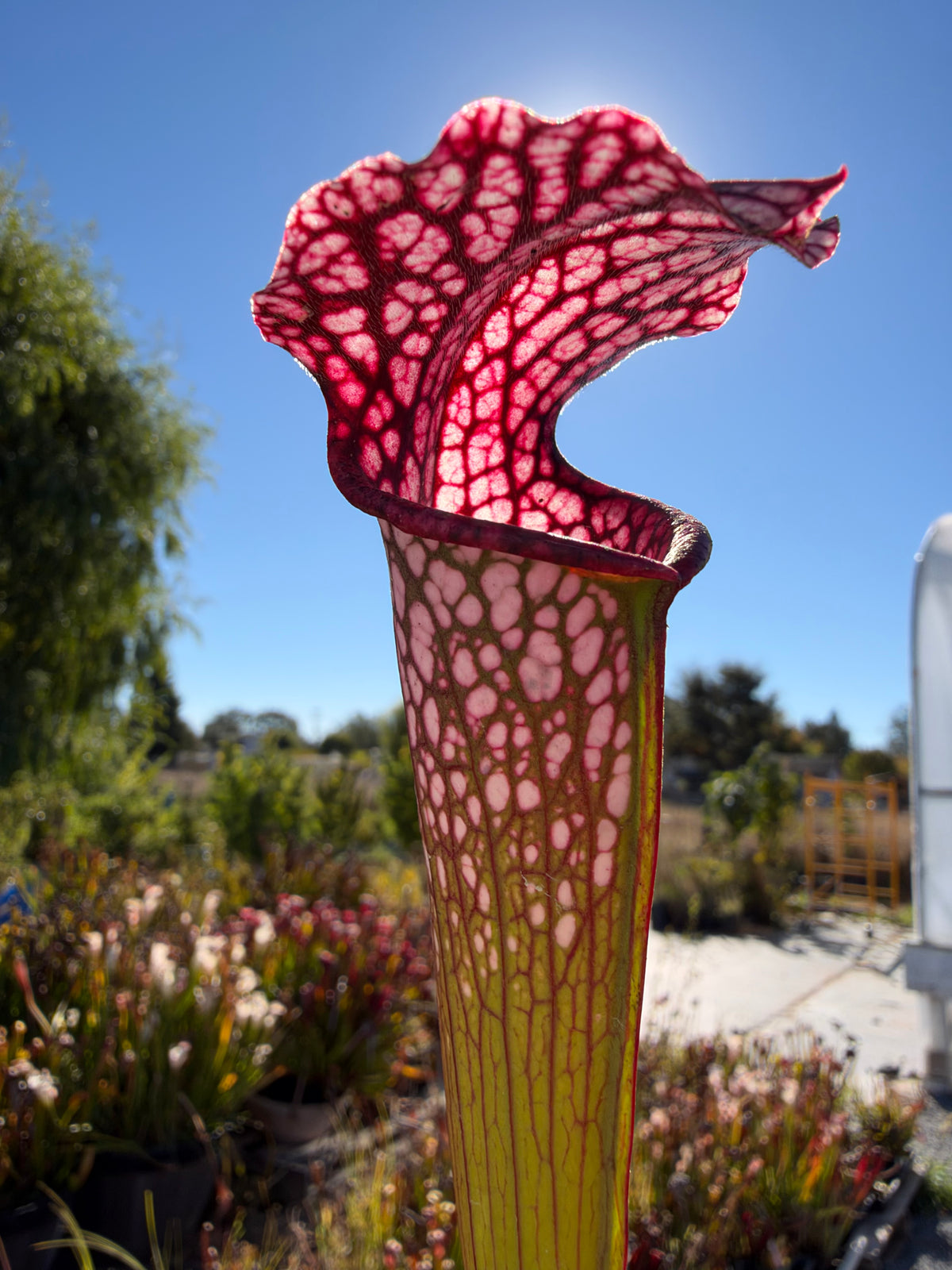 A sarracenia pitcher grows in an outside setting 
