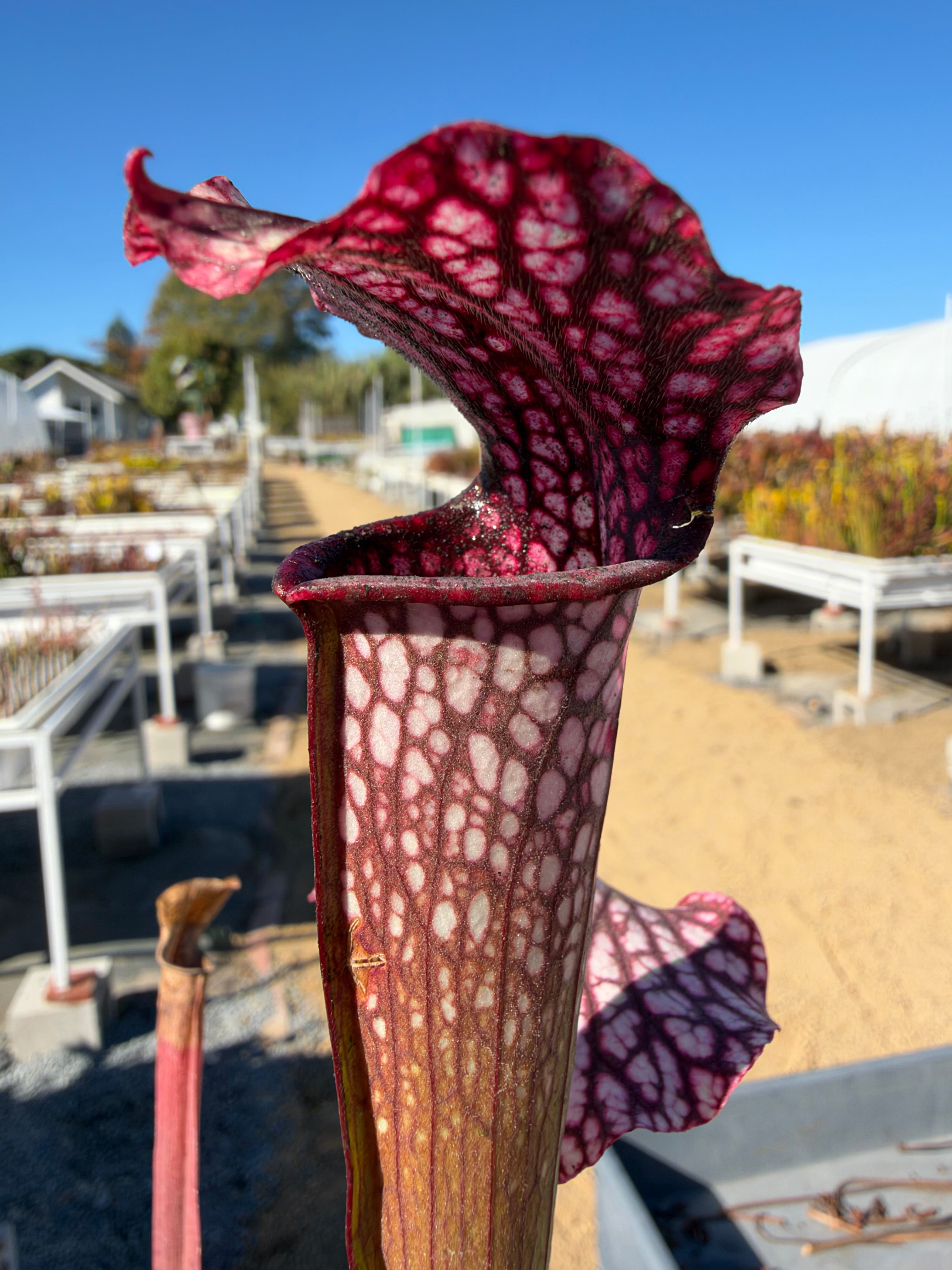 Sarracenia x 'Diane Whittaker' Potted – California Carnivores