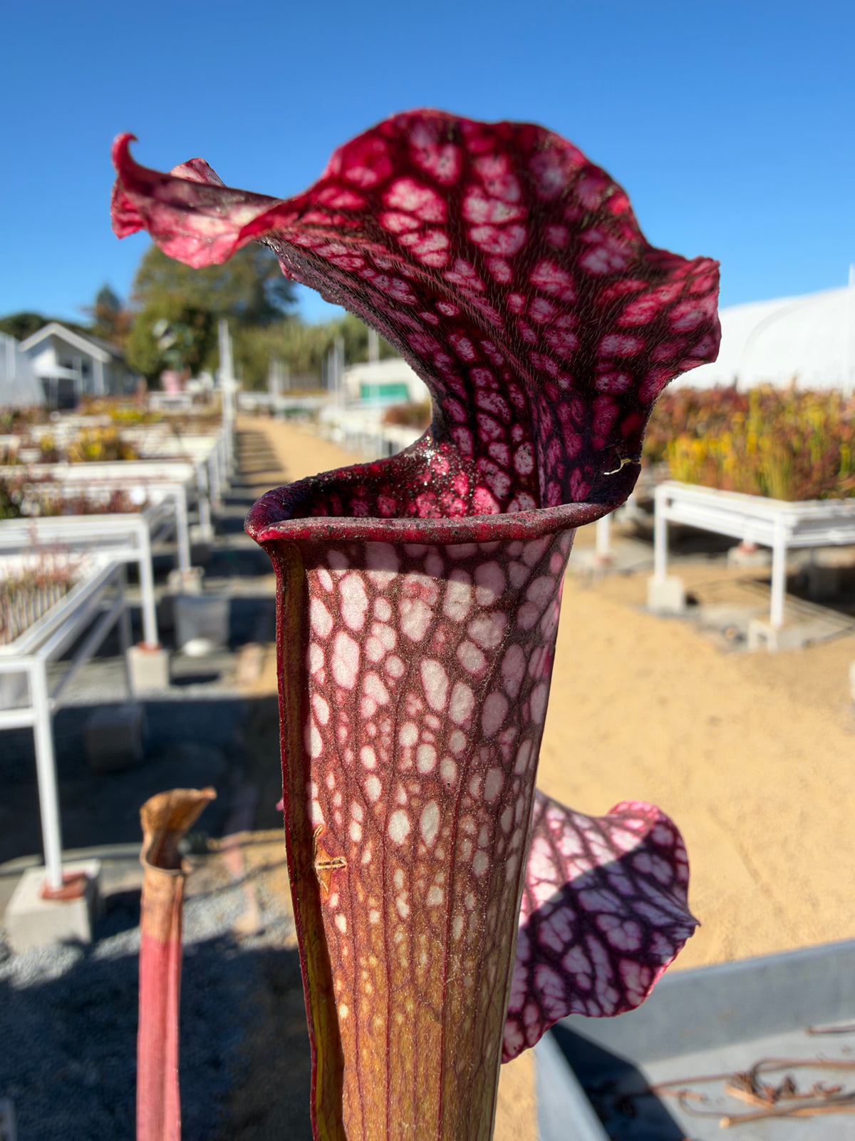 A sarracenia pitcher grows in an outside setting 