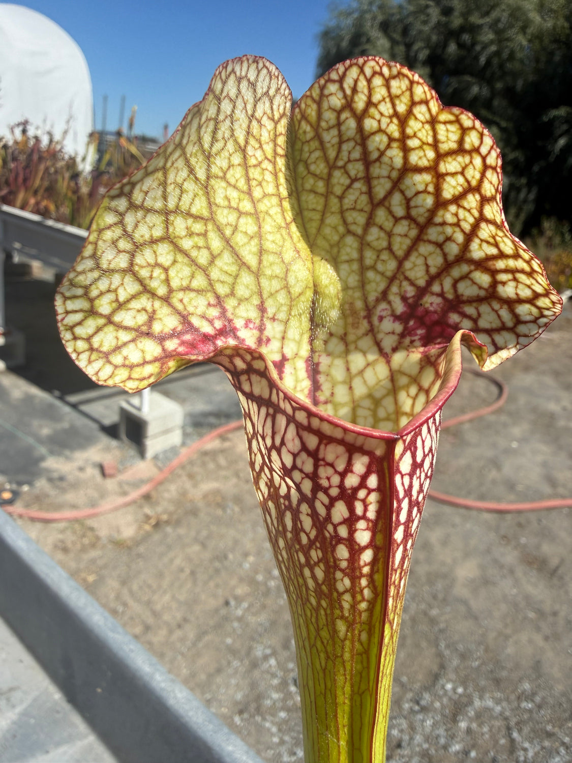 A close up of a pitcher pant with a large, rounded, upright lid with red venation and green color with a plant nursery in the background.