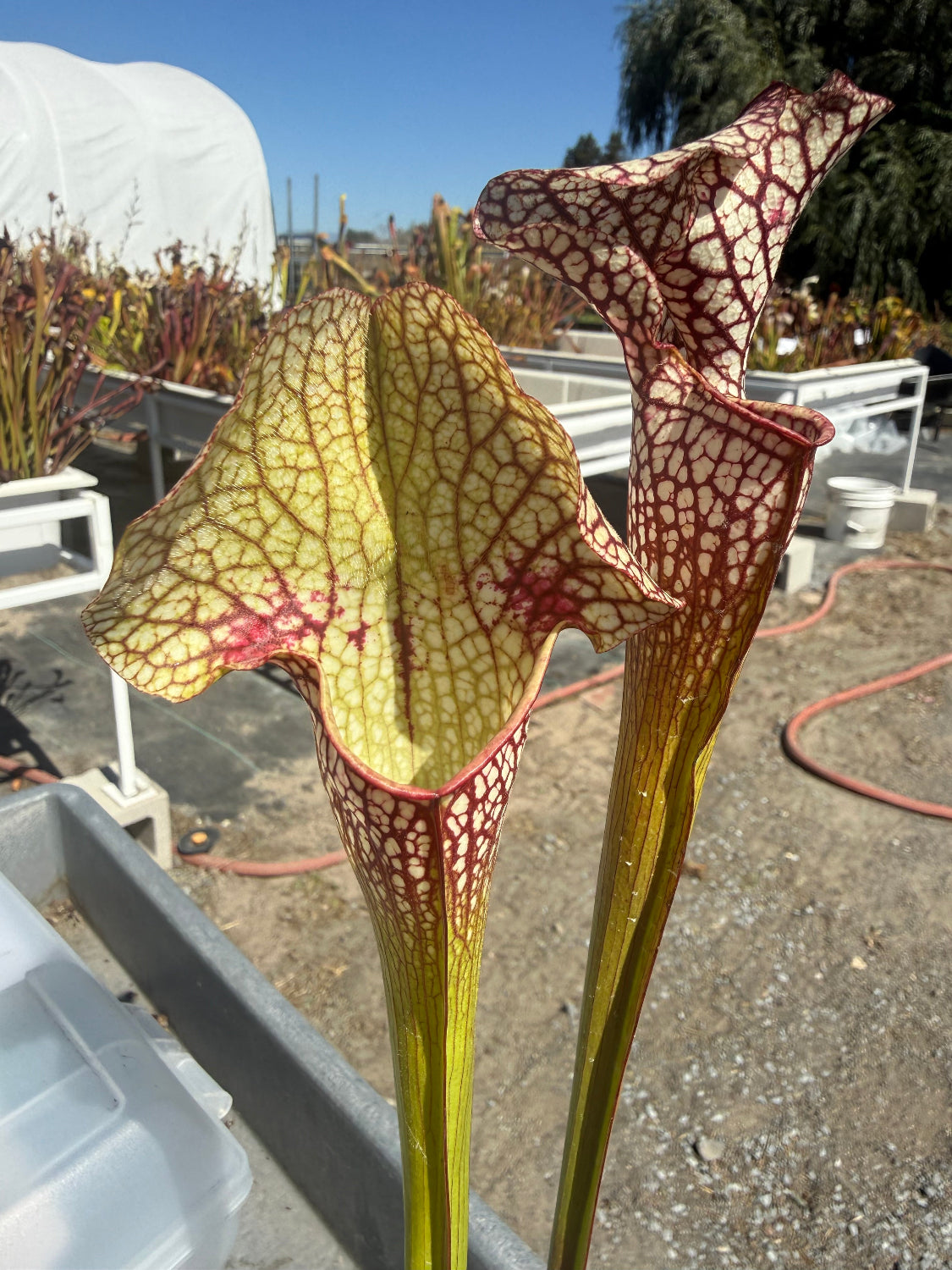 Two pitchers side by side with red, green and white coloration in a nursery setting