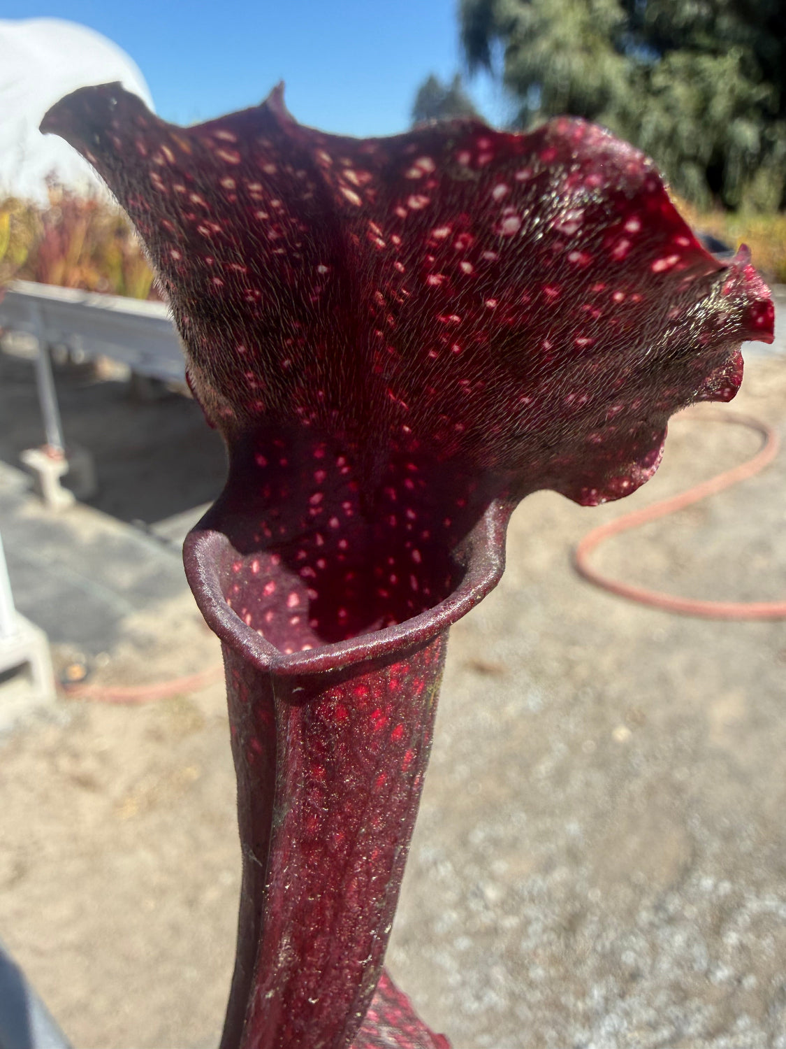 A close-up of a carnivorous pitcher plant with a deep burgundy-red interior and dark red exterior speckled with small white dots, photographed outdoors in natural light.