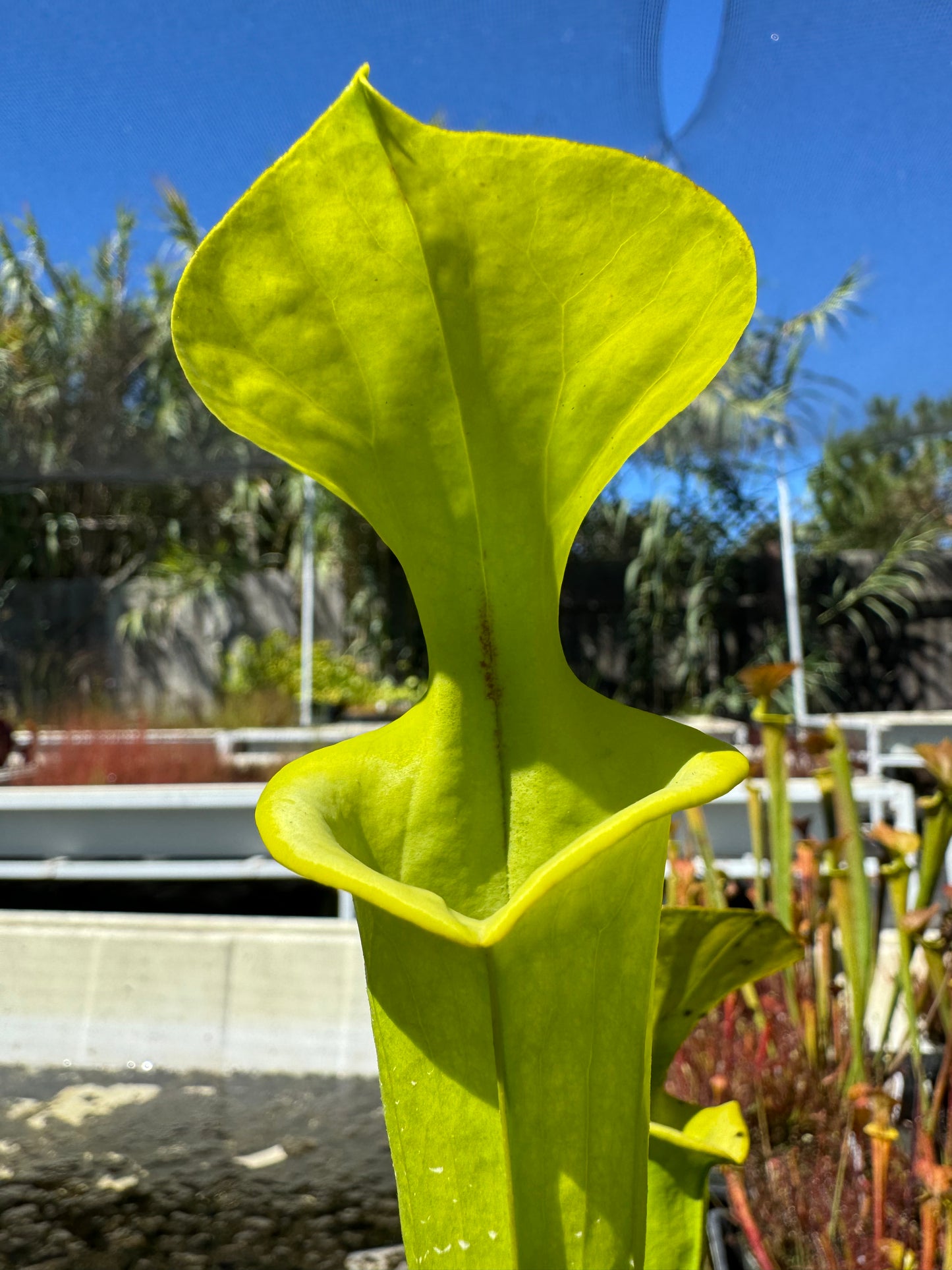 A close-up of a Sarracenia flava pitcher plant with a bright green, leaf-like structure, in a natural outdoor setting.