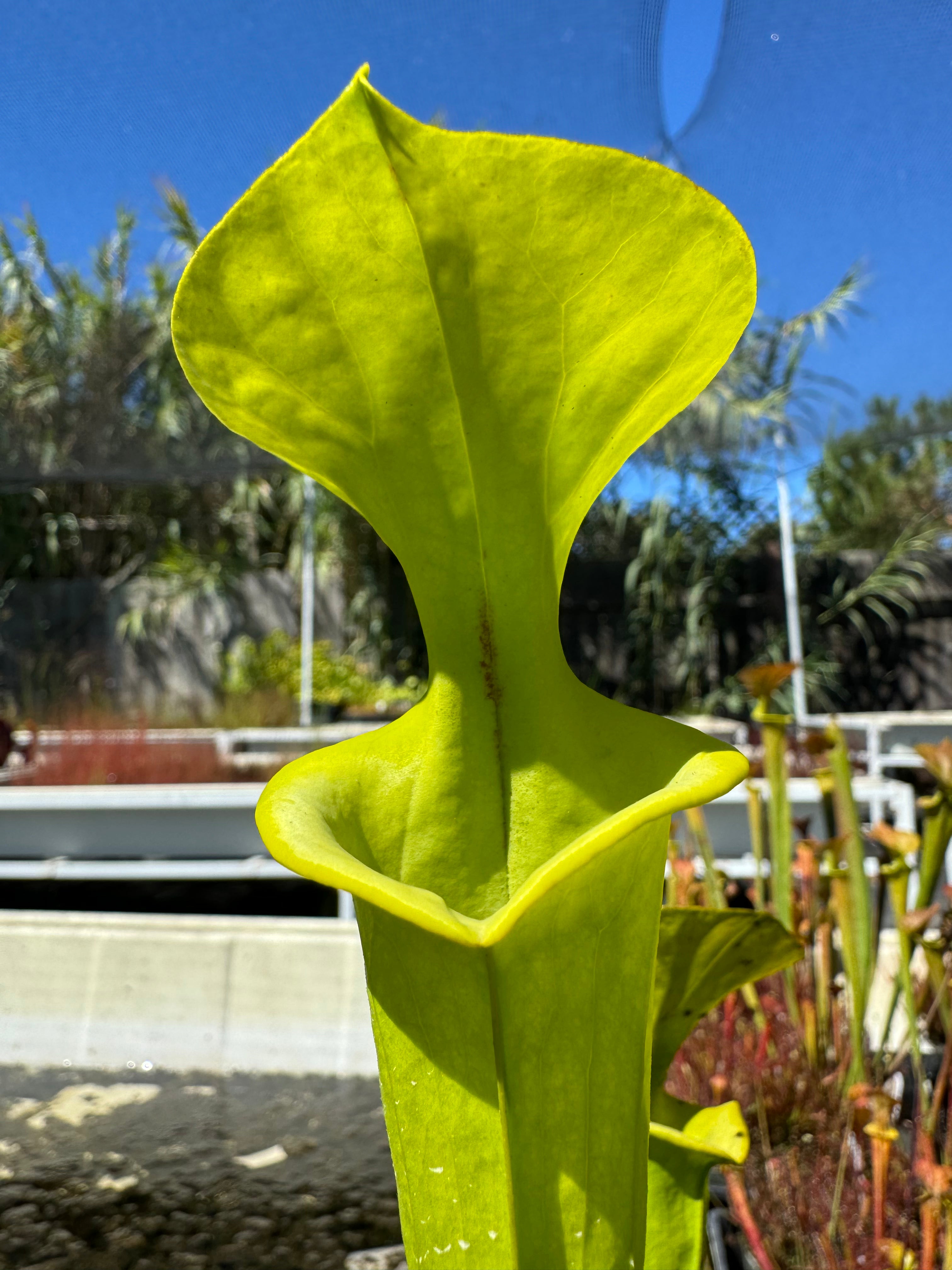 A close-up of a Sarracenia flava pitcher plant with a bright green, leaf-like structure, in a natural outdoor setting.