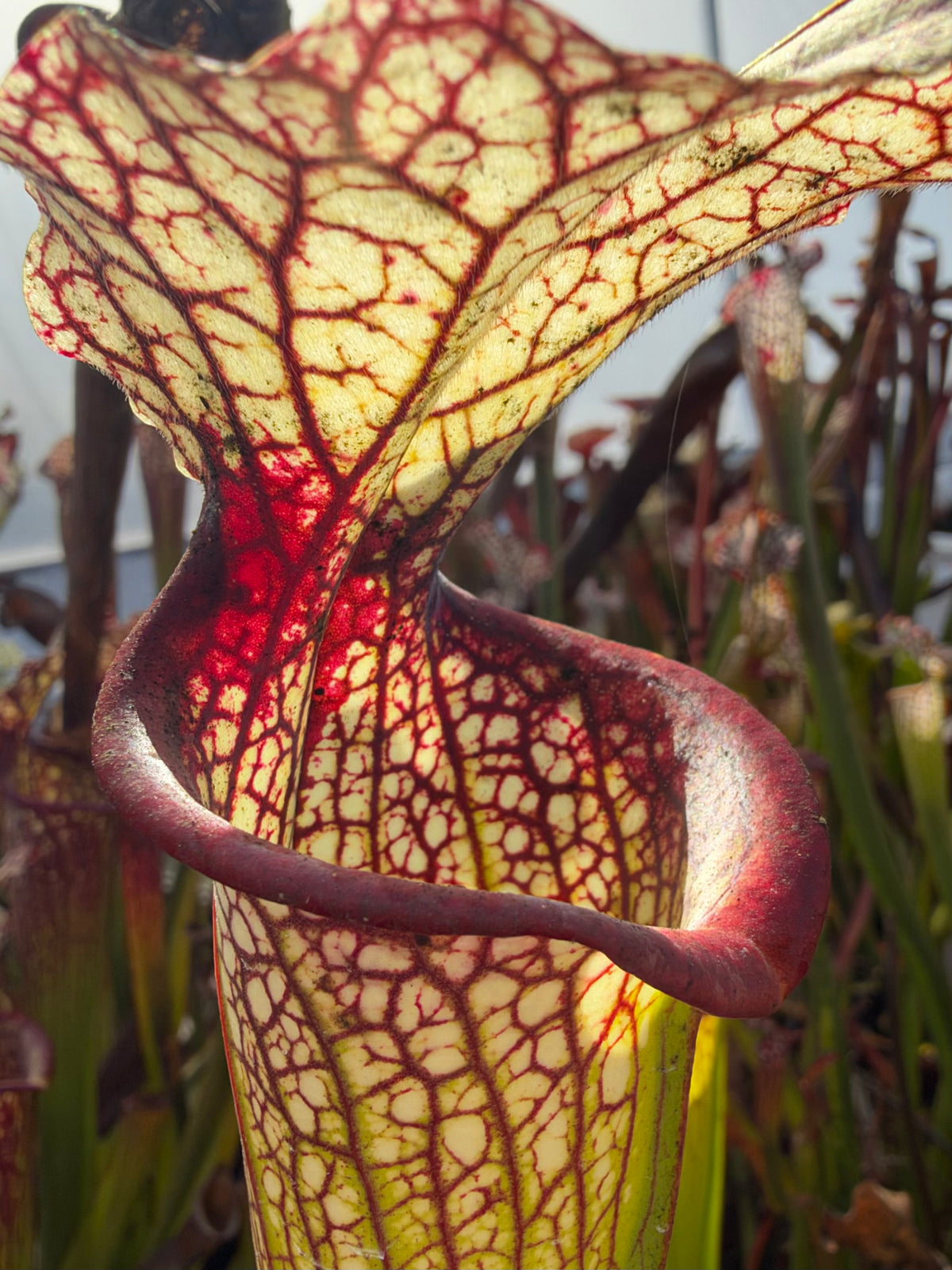 A sarracenia pitcher in an outdoor setting 