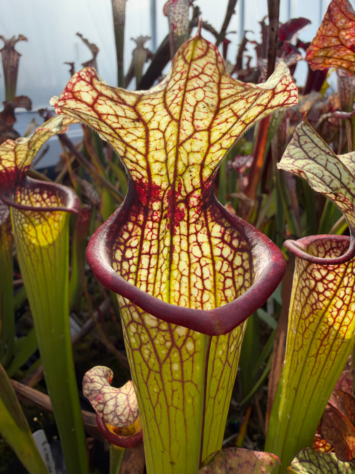 A sarracenia pitcher in an outdoor setting 