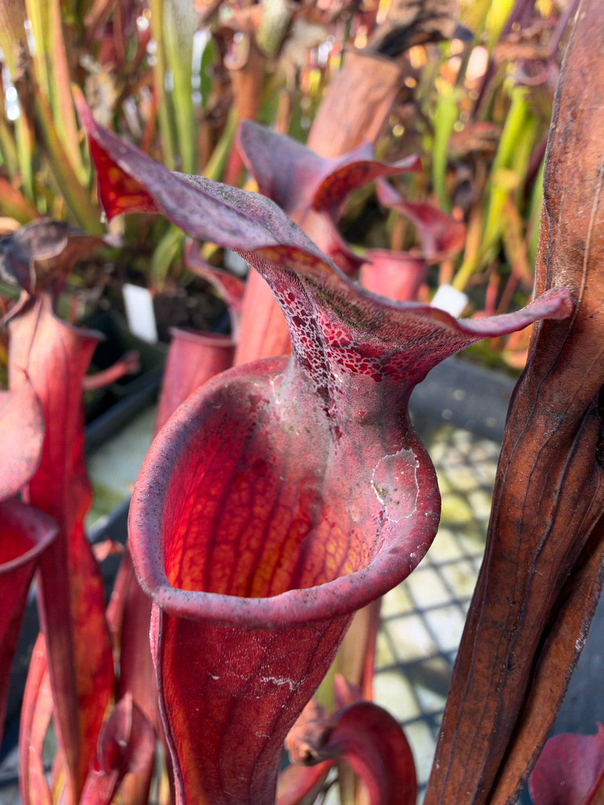 A red sarracenia pitcher grows outside 