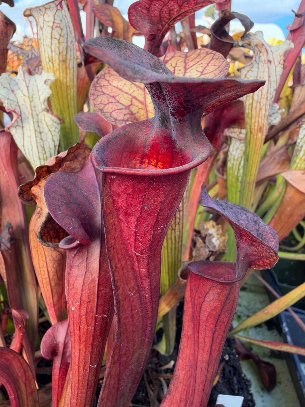 A red sarracenia pitcher grows outside 