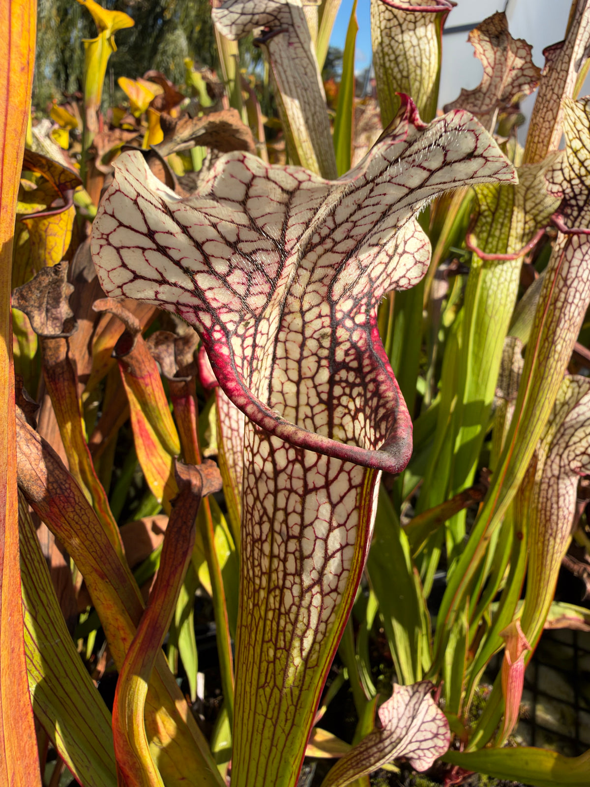 A white and green sarracenia pitcher grows in an outdoor setting 