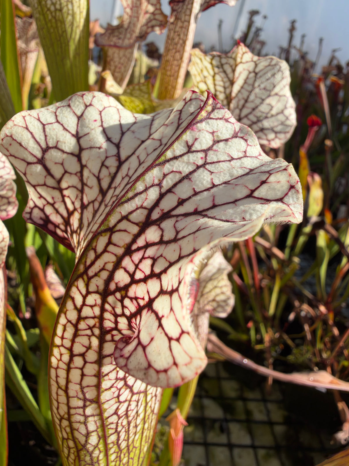 A close up of a white and pink sarracenia pitcher growing in an outdoor setting 
