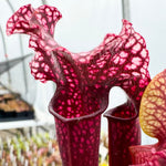 A close-up of a pitcher plant with deep burgundy-red pitchers covered in white spots and ruffled, translucent-looking rims, with another plant partially visible on the right.
