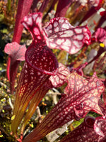 Close-up of pitcher plants with deep burgundy-red tubular pitchers and pale pink to white spotted upper leaves, photographed outdoors with natural light.