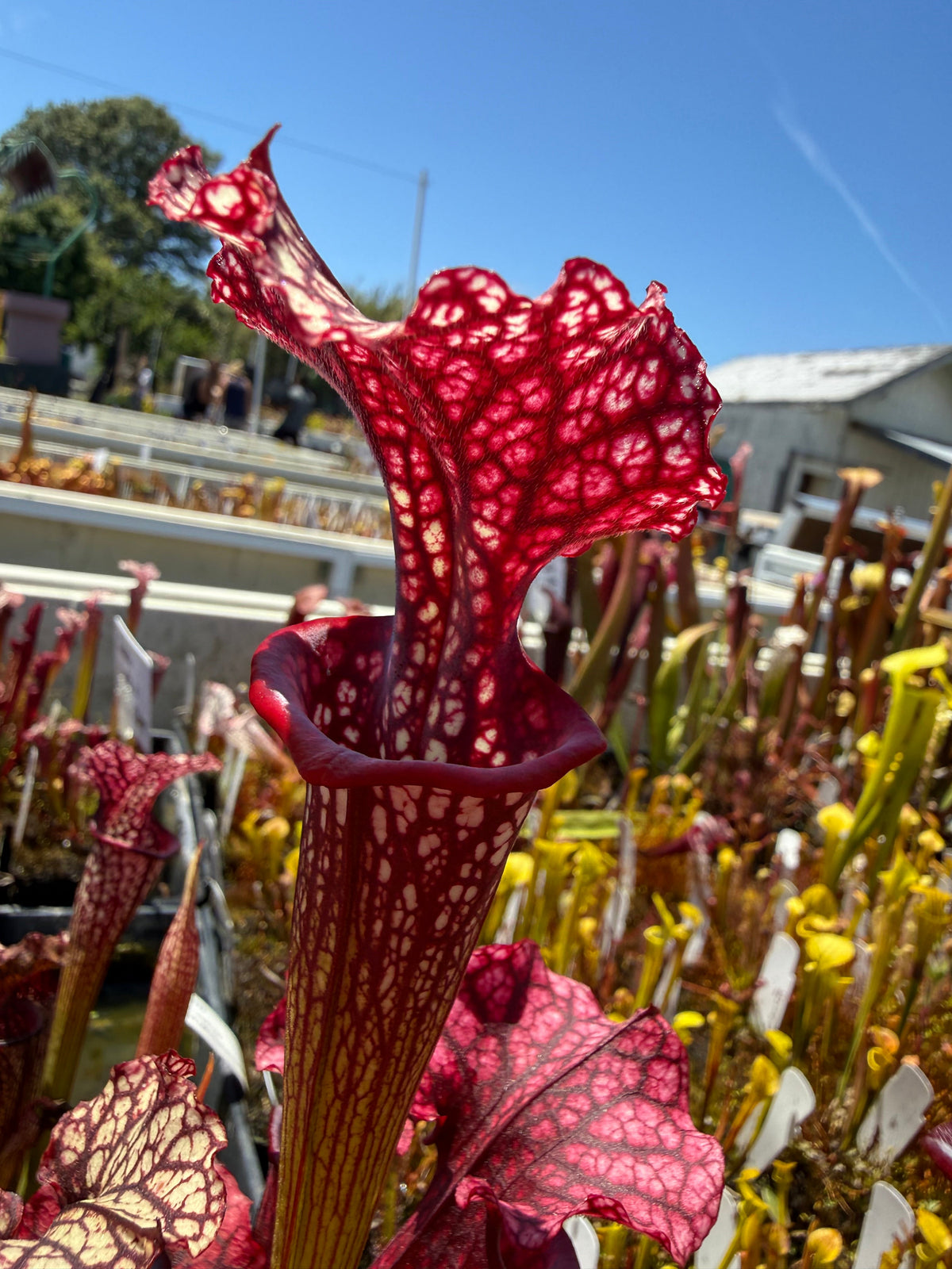 Sarracenia Judith Hindle x Caitrin Claire Pitcher Plant