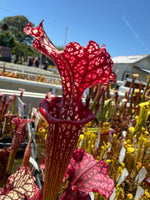 Sarracenia Judith Hindle x Caitrin Claire Pitcher Plant