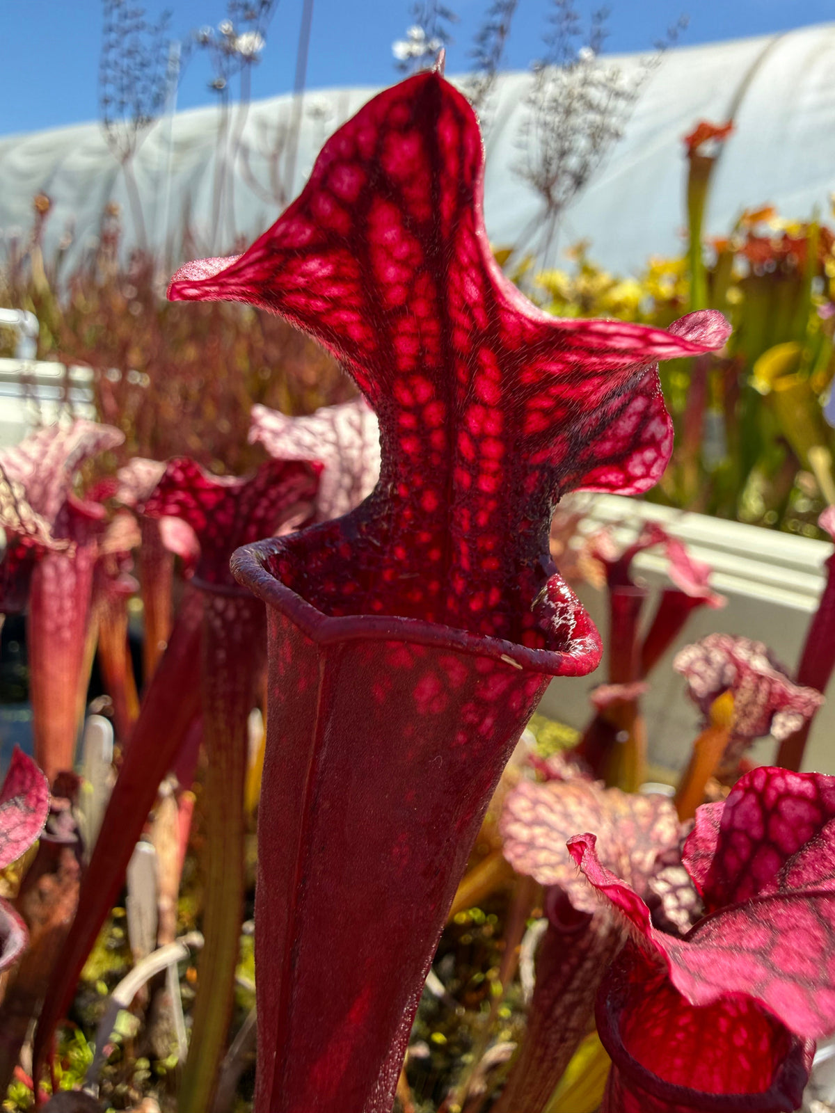 Sarracenia Judith Hindle x Caitrin Claire Pitcher Plant