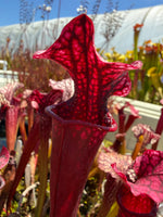 Sarracenia Judith Hindle x Caitrin Claire Pitcher Plant