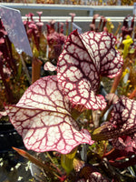 Sarracenia Judith Hindle x Caitrin Claire Pitcher Plant