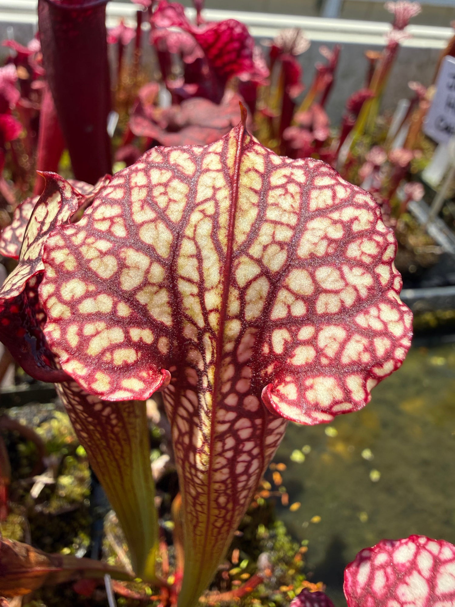 Sarracenia Judith Hindle x Caitrin Claire Pitcher Plant