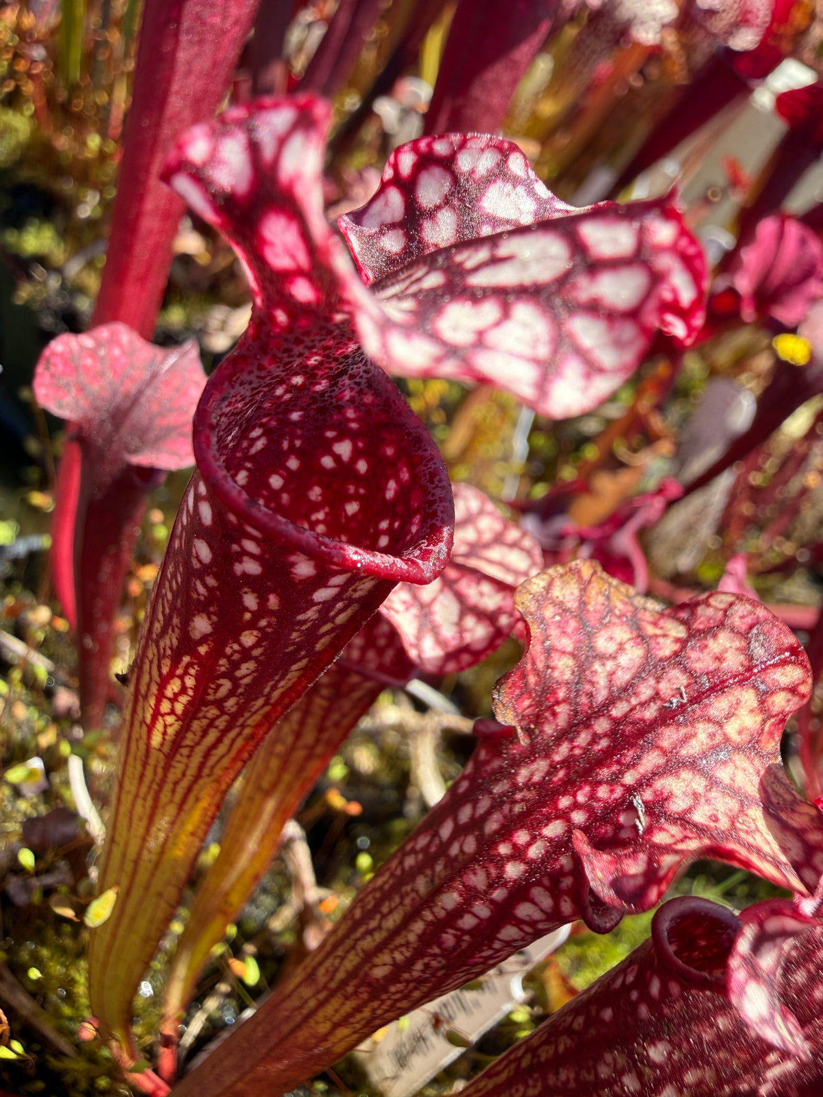 Sarracenia Judith Hindle x Caitrin Claire Pitcher Plant