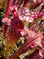 Sarracenia Judith Hindle x Caitrin Claire Pitcher Plant