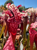 Sarracenia Judith Hindle x Caitrin Claire Pitcher Plant