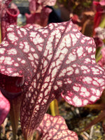 Sarracenia Judith Hindle x Caitrin Claire Pitcher Plant