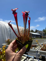 Sarracenia Judith Hindle x Caitrin Claire Pitcher Plant