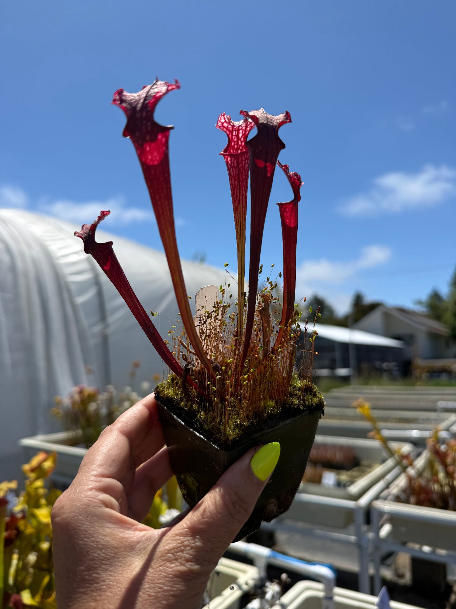 Sarracenia Judith Hindle x Caitrin Claire Pitcher Plant