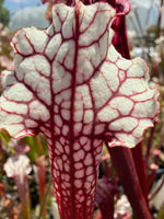 Close-up of a white and red pitcher plant with intricate vein patterns.