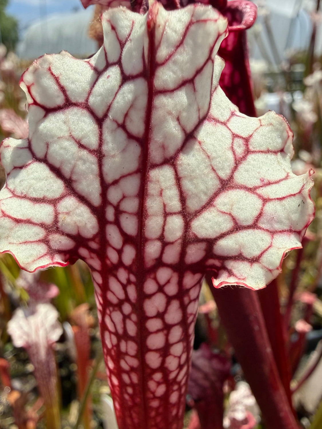 Close-up of a white and red pitcher plant with intricate vein patterns.