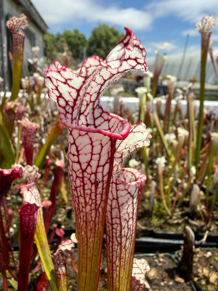 Sarracenia Judith Hindle x leucophylla var alba CK 