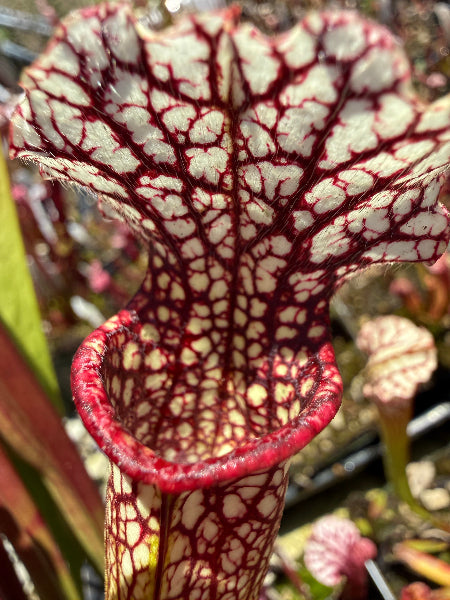 Sarracenia Judith Hindle x leucophylla var alba CK 