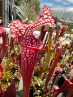 Sarracenia Judith Hindle x leucophylla var alba CK 