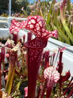 Close-up of a red and white pitcher plant with a blurred garden background