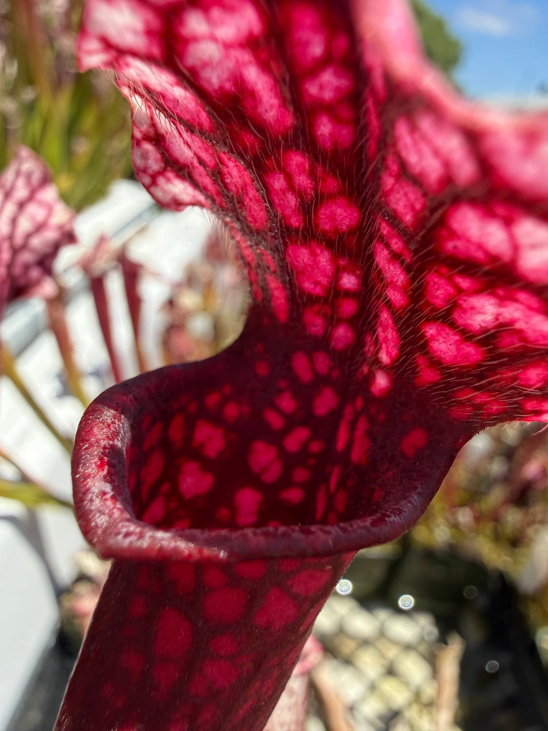 Close-up of a red pitcher plant with a blurred background